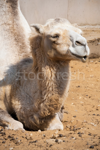 Camelo bom foto grande cara Foto stock © sailorr