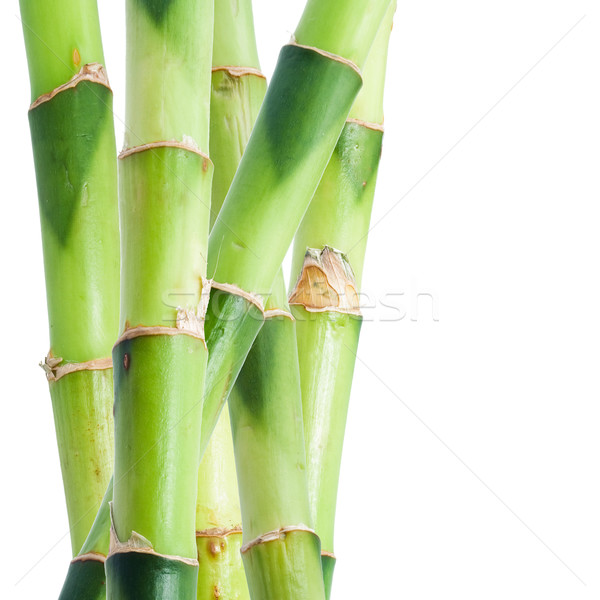 Bambusa zielone odizolowany biały charakter tropikalnych Zdjęcia stock © sailorr
