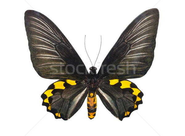 Butterfly Troides Hypolitus Stock photo © sailorr