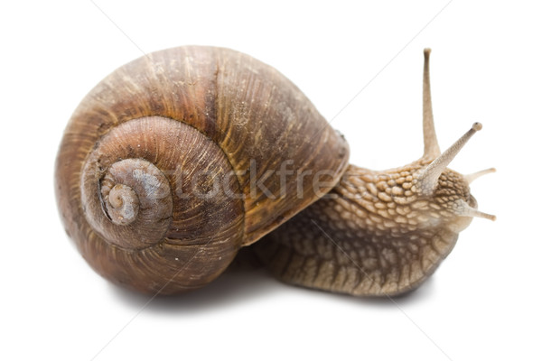 Snail Stock photo © sailorr