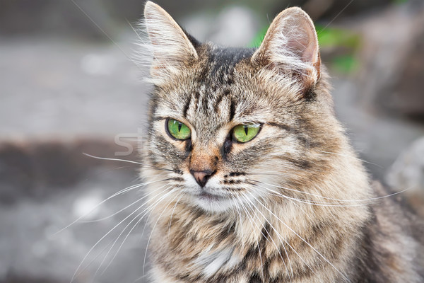 Kedi güzel portre yeşil gözleri yüz Stok fotoğraf © sailorr