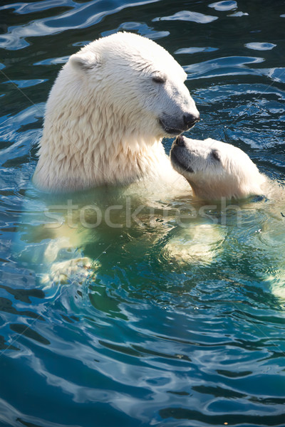 Foto stock: Urso · polar · bom · foto · bonitinho · branco · natureza