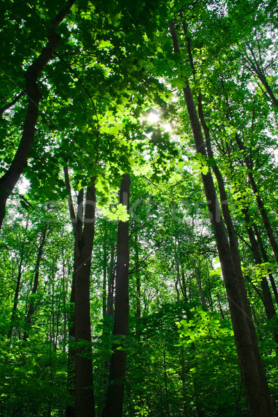 Green Forest Stock photo © sailorr