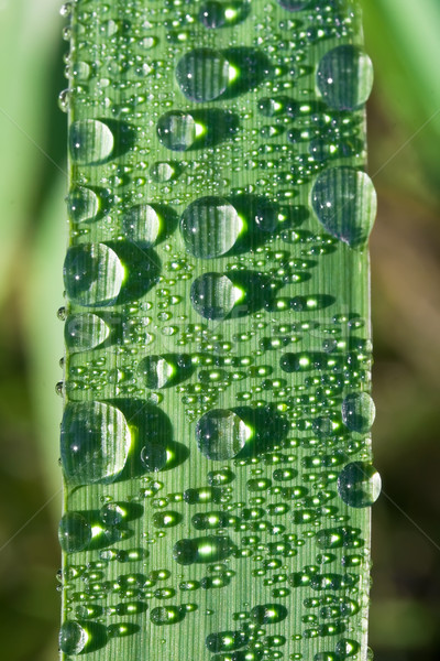 Roua vedere picături de apă plantă iarbă Imagine de stoc © sailorr