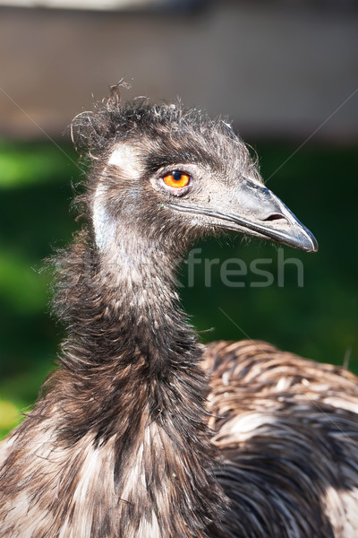 страус красивой портрет фото большой зоопарке Сток-фото © sailorr