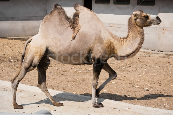 Foto stock: Camelo · bom · foto · grande · cara