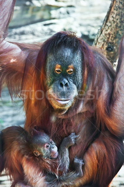 Orangután nagyszerű emberszabású majom piros aranyos baba Stock fotó © sailorr