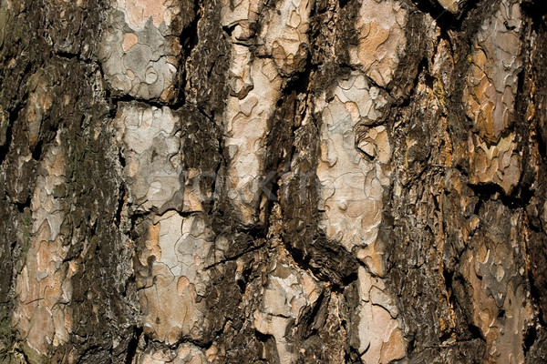 Pine bark Stock photo © sailorr