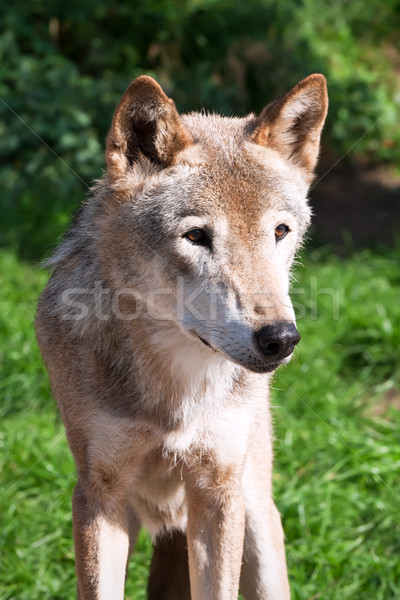 Farkas szép közelkép portré szürke kutya Stock fotó © sailorr