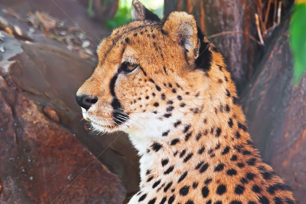 Cheetah mooie portret jonge bevallig Stockfoto © sailorr