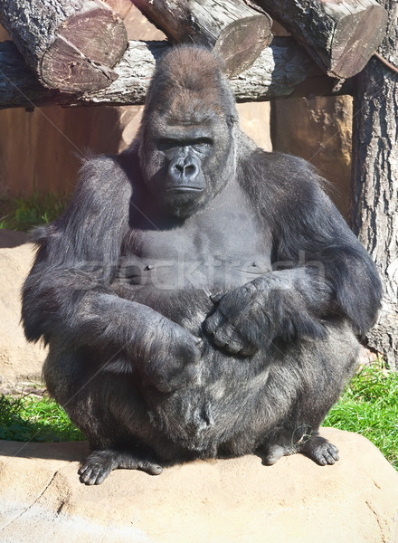 Stock photo: Gorilla