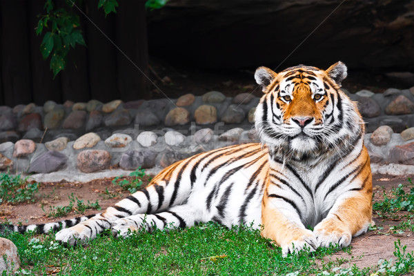 Tiger Stock photo © sailorr