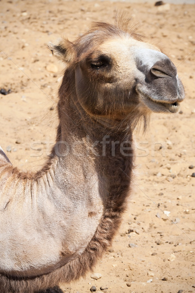 Cammello nice foto grande deserto Foto d'archivio © sailorr