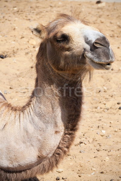 Stockfoto: Kameel · mooie · foto · groot · woestijn