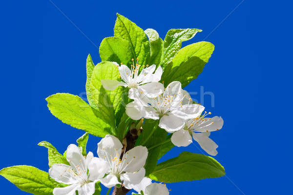 Manzana flores hermosa primavera flor cereza Foto stock © sailorr