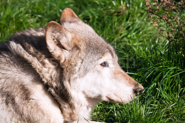 волка Nice портрет серый собака Сток-фото © sailorr
