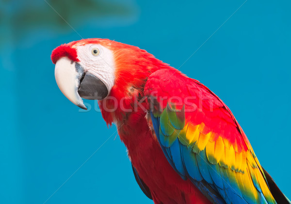 Ara parrot Stock photo © sailorr