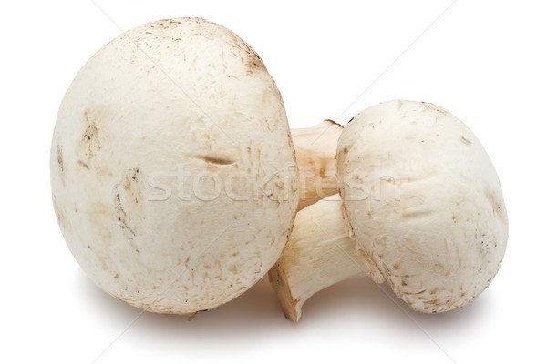 Champignon champignons fraîches isolé blanche alimentaire [[stock_photo]] © sailorr