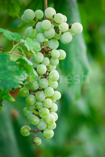 Druiven rijp groene bladeren wijnstok boom vruchten Stockfoto © sailorr