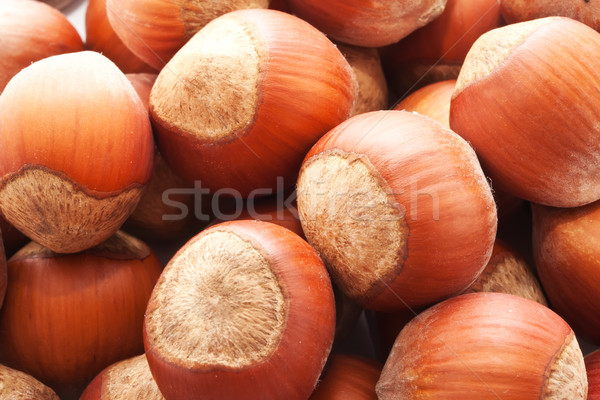 Hazelnuts or filbert Stock photo © sailorr