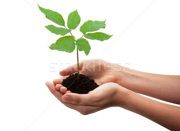 Stock photo: Tree in hands