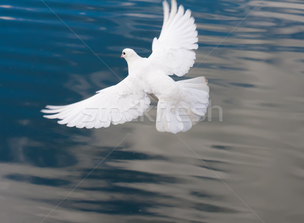 Beyaz Guvercin Guzel Fotograf Ucan Stok Fotograf