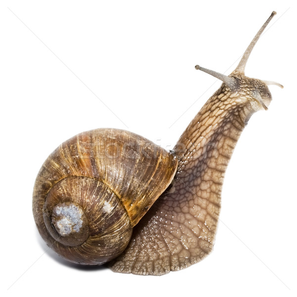 Snail Stock photo © sailorr