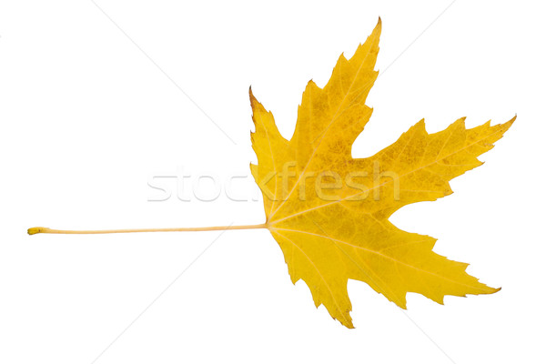 Maple leaf belo isolado branco laranja ouro Foto stock © sailorr