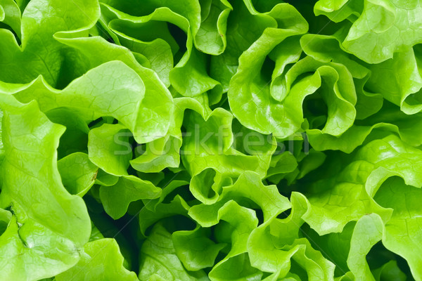 Lechuga frescos verde ensalada hoja jardín Foto stock © sailorr