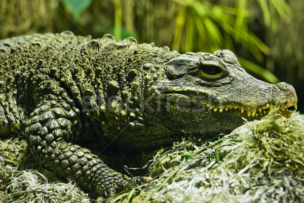 Crocodile Stock photo © sailorr