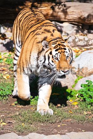 Tiger Stock photo © sailorr