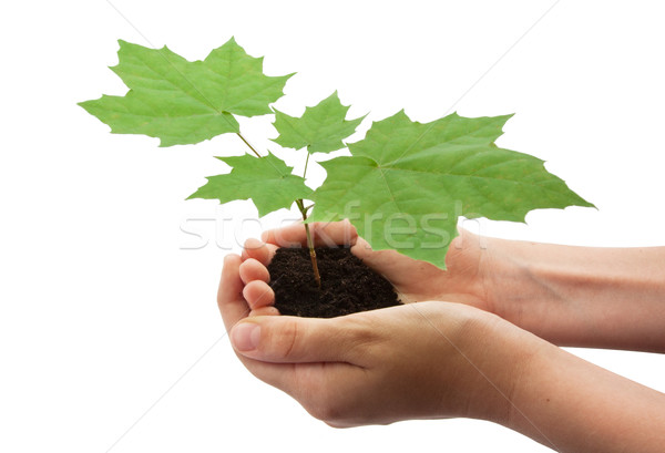 [[stock_photo]]: Arbre · mains · faible · jeunes · isolé