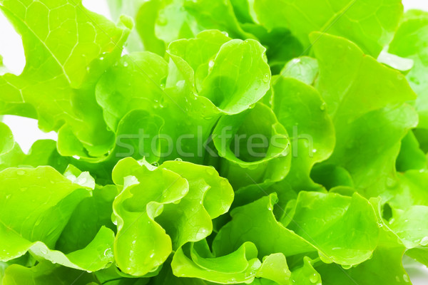 Lettuce Stock photo © sailorr