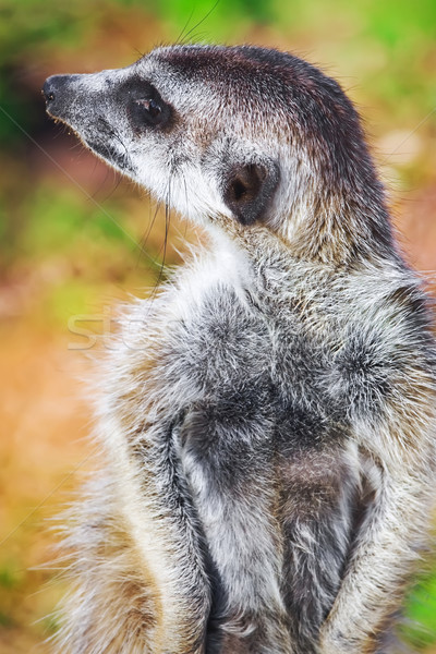 Drôle cute africaine rongeur visage nature [[stock_photo]] © sailorr