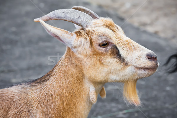 Goat Stock photo © sailorr