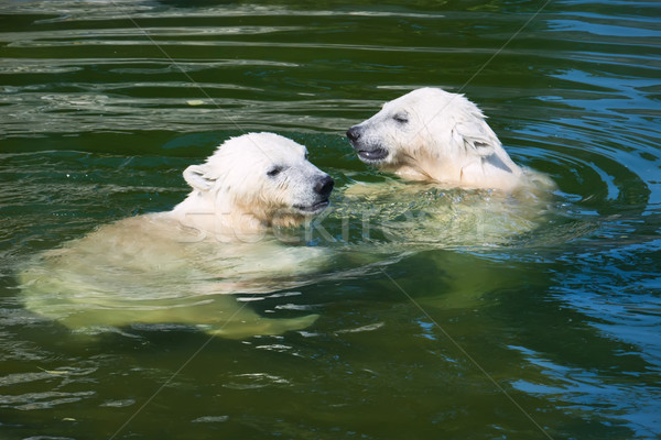 Stock photo: Polar bear