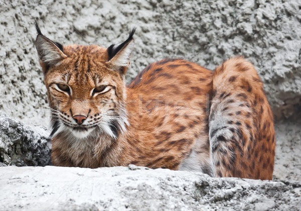 Stock photo: Lynx