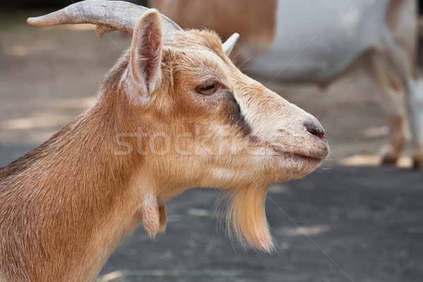 Goat Stock photo © sailorr