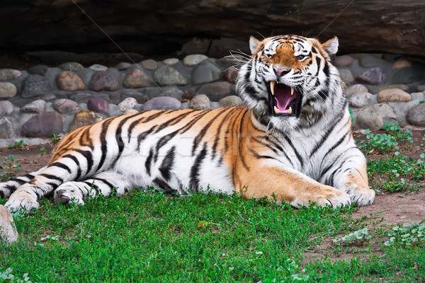 Foto stock: Tigre · jardim · zoológico · gato · cabeça