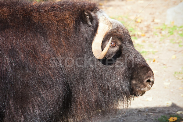 Portrait musc ox cheveux noir pouvoir [[stock_photo]] © sailorr