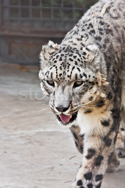 Сток-фото: снега · Leopard · красивой · фото · редкий