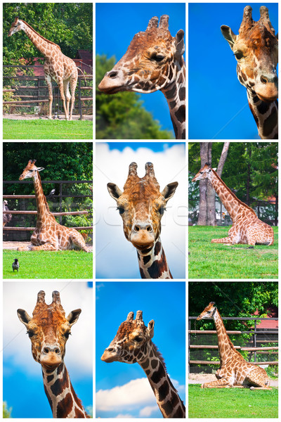 長頸鹿 肖像 非洲的 長頸鹿 動物園 商業照片 © sailorr