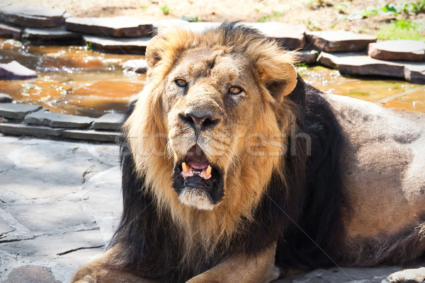 ライオン 王 動物 アフリカ 男性 動物園 ストックフォト © sailorr