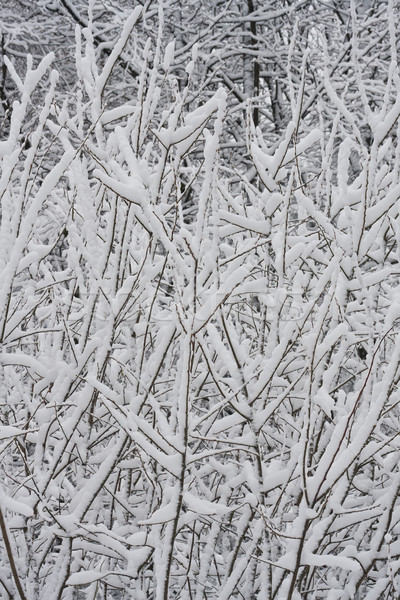 зима лес Nice фото покрытый белый Сток-фото © sailorr