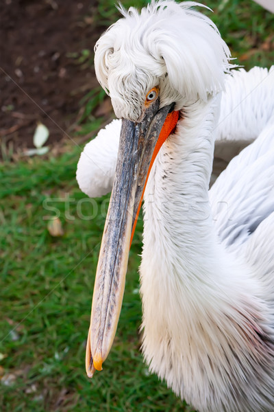 Pelican Stock photo © sailorr