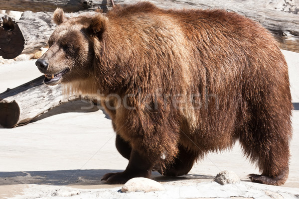 Ponosi piękna Fotografia duży silne niedźwiedź brunatny Zdjęcia stock © sailorr