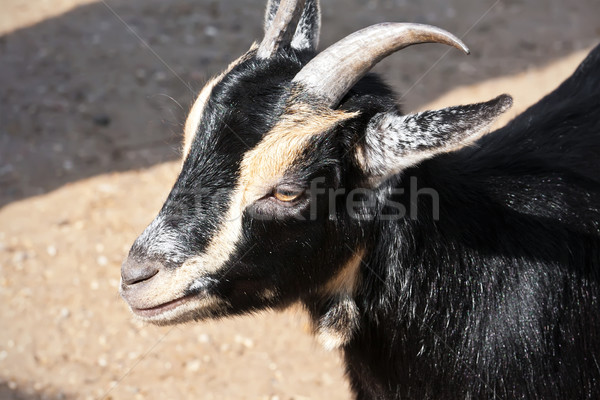 Goat Stock photo © sailorr