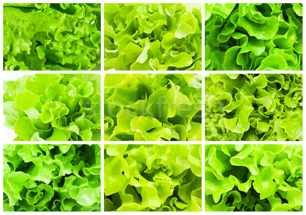 Lettuce Stock photo © sailorr