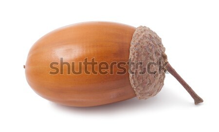 Acorn Stock photo © sailorr