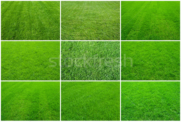 Green grass Stock photo © sailorr